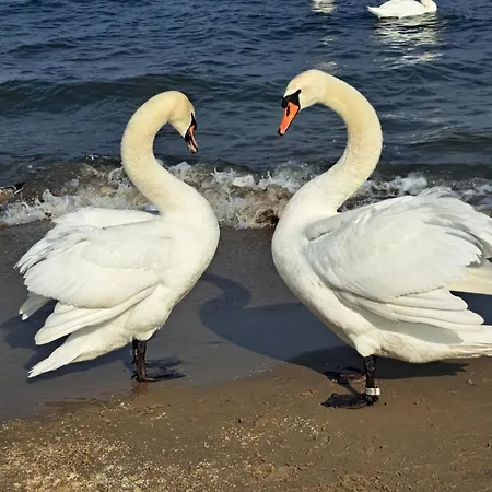 Baltic Pearl Сопот