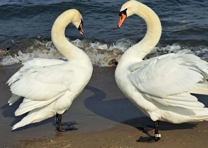 Baltic Pearl Сопот